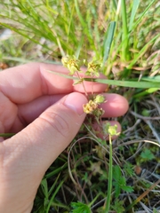 Potentilla pusilla, photograph (c) Ljaž, some rights reserved (CC BY)