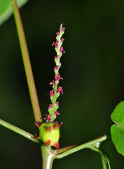 Microstachys corniculata