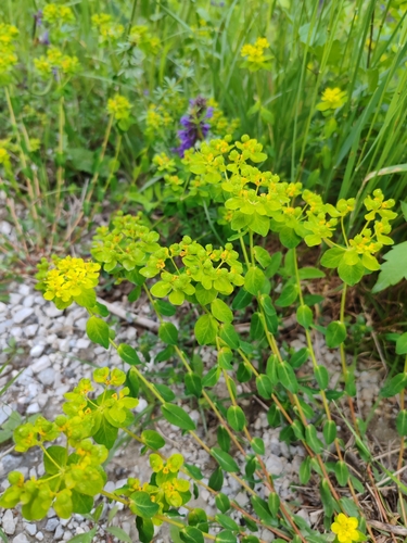 Image of Euphorbia verrucosa by (c) Ljaž, some rights reserved (CC BY)