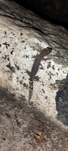 Jnana Slender Gecko, Hemiphyllodactylus jnana