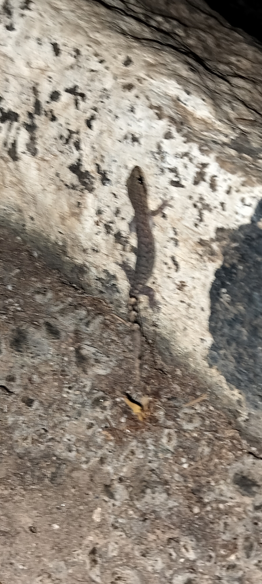 Banglore Slender Gecko