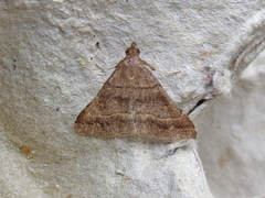 Renia flavipunctalis