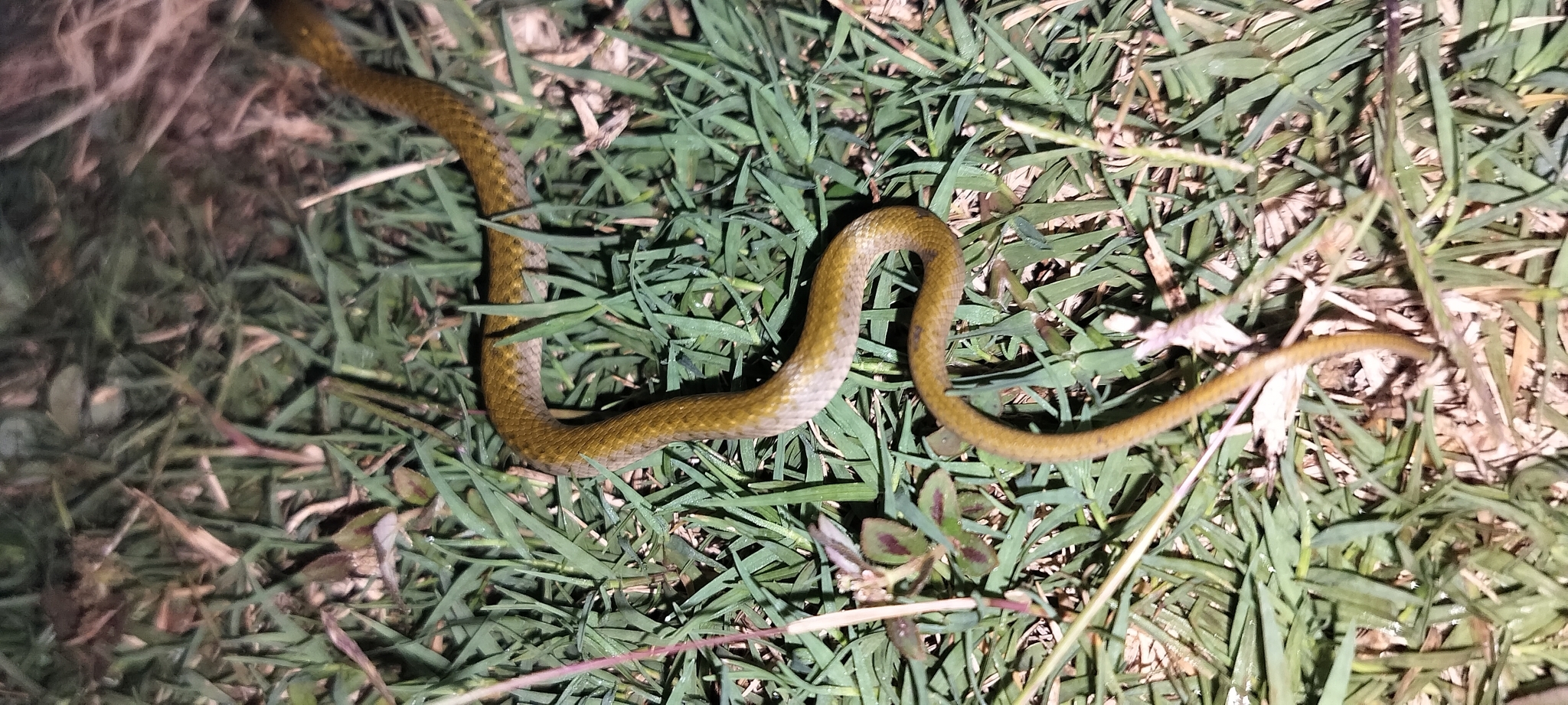 Asiatic water snake