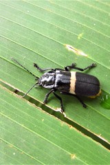 Chauliognathus tripartitus
