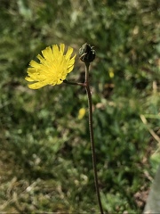 Pilosella lactucella