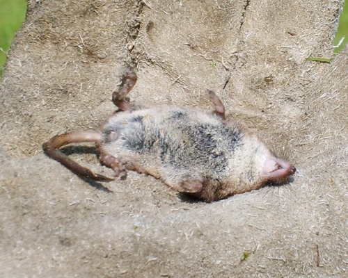 Common Shrew