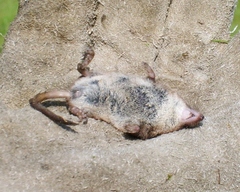 Common Shrew photo 5