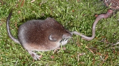 Common Shrew photo 3