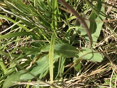 Pilosella lactucella