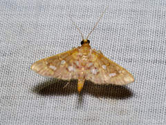 Ischnurges gratiosalis