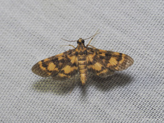 Physematia