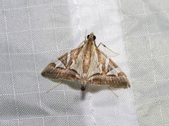 Agrioglypta itysalis