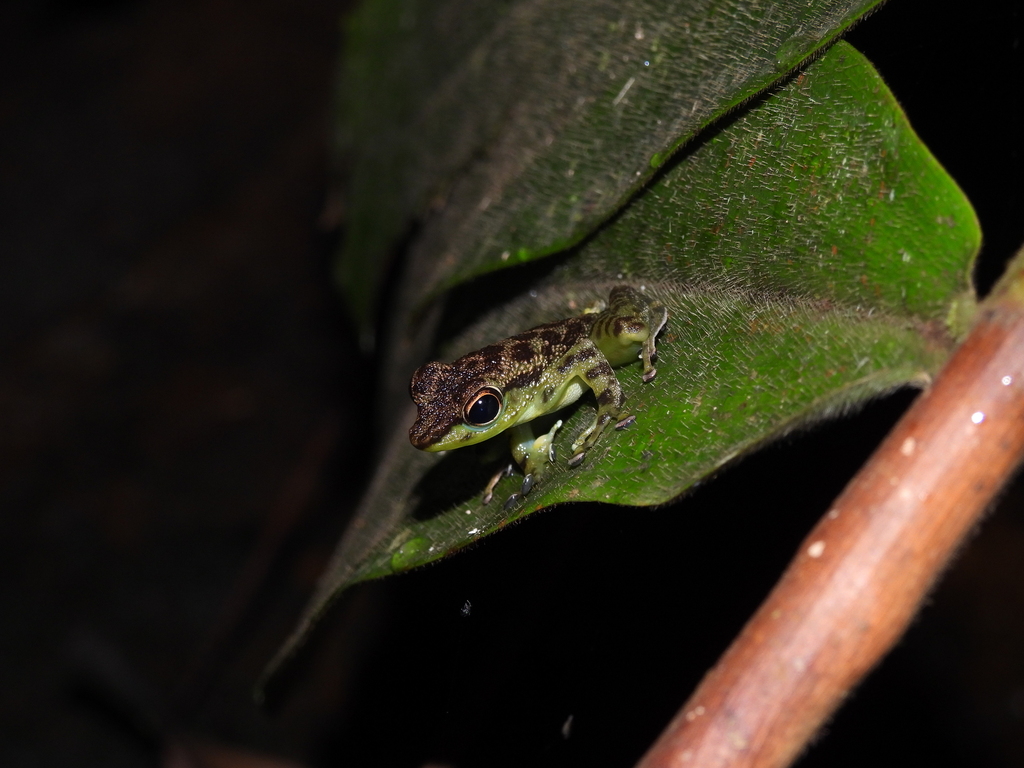 Katak-lambai Bercak-hitam (Staurois guttatus)