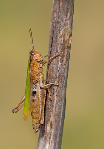 Steppe Grasshopper, photo 4 of 9