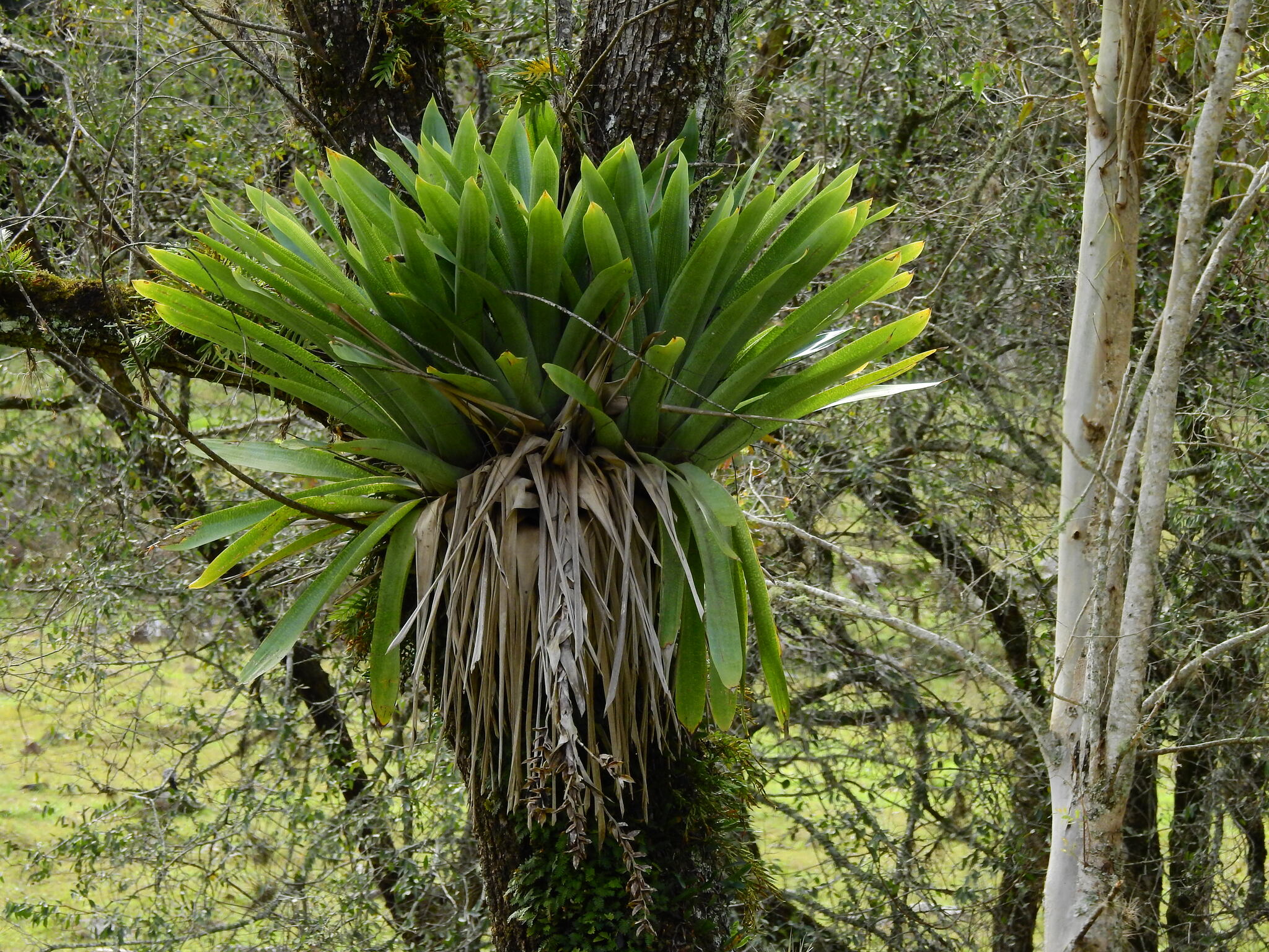 Vriesea gigantea