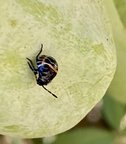 iNaturalist observation photo of Harlequin Bug