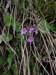 Primula kaufmanniana, photograph Dmitry Ivanov, CC BY, iNaturalist via GBIF