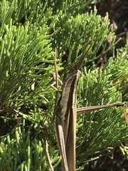 Mermiria intertexta