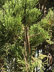 Mermiria intertexta