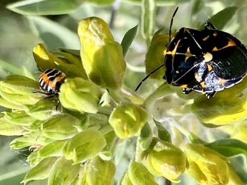 iNaturalist observation photo of Harlequin Bug