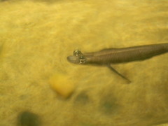 Anablepidae