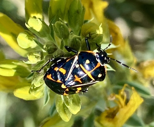 iNaturalist observation photo of Harlequin Bug