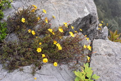 Tagetes moorei