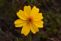 Tagetes moorei