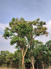 Indian Kino Tree (Pterocarpus marsupium)