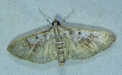 Palpita freemanalis