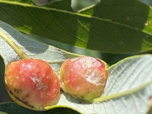 iNaturalist observation photo of Willow Apple Gall Sawfly