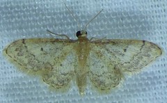 Idaea celtima