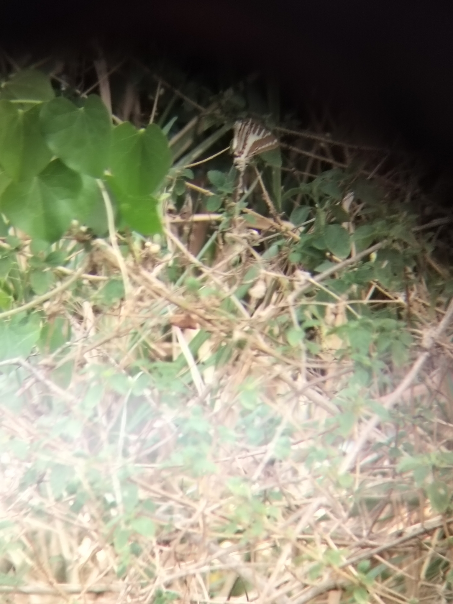 Spot Swordtail