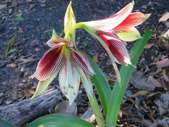 Hippeastrum papilio