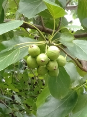 Cordia subcordata