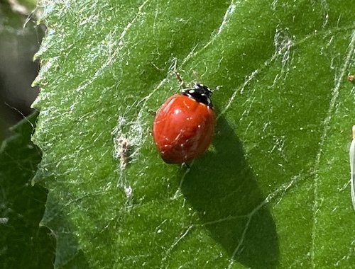 iNaturalist observation photo of Spotless Lady Beetle