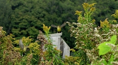 Setophaga palmarum hypochrysea