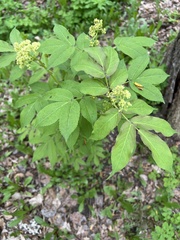 Sambucus sibirica, photograph Алёна Осипова, CC BY, iNaturalist via GBIF