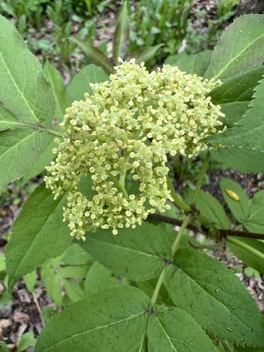 Sambucus sibirica, photograph 3