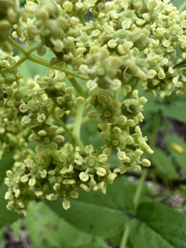 Sambucus sibirica, photograph 4