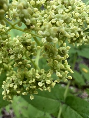 Sambucus sibirica, photograph Алёна Осипова, CC BY, iNaturalist via GBIF