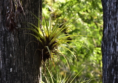 Tillandsia fasciculata