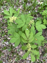 Sambucus sibirica, photograph Алёна Осипова, CC BY, iNaturalist via GBIF