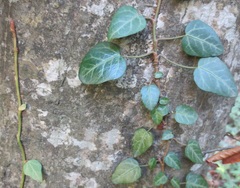 Hedera pastuchovii