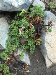 Penstemon davidsonii davidsonii