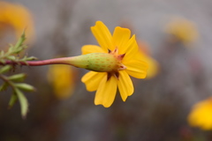 Tagetes moorei