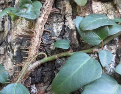 Hedera pastuchovii