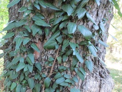 Hedera pastuchovii
