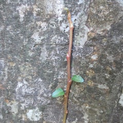 Hedera pastuchovii