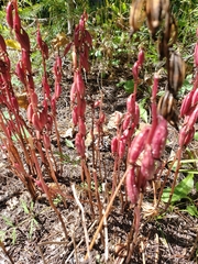 Corallorhiza maculata